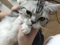 -lincat·猫舍(广州店)