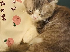 -飞行喵MR PILOT|猫舍·猫咖(静安大融城店)