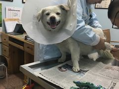 -北京博爱动物医院有限公司