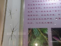 -上海昆虫博物馆