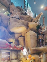 -卡通尼·Safari非洲探索乐园·生日会(金桥国际商业广场店)