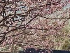 -林屋梅海青梅保护基地