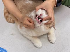 -瑞鹏宠物医院·骨科·猫科·内科(第一中心)