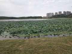 -丁香湖公园