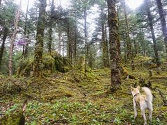 -硗碛藏寨·神木垒景区