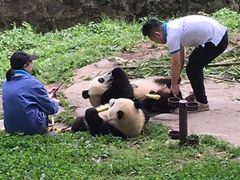 -都江堰中华大熊猫苑