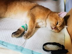 -谐和贝康宠物医院24小时·宠保定点(急重症转诊中心)
