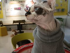 -平行世界·猫咖(首经贸店)