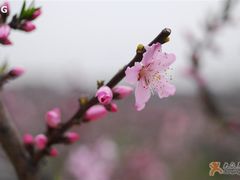 -南汇桃花村