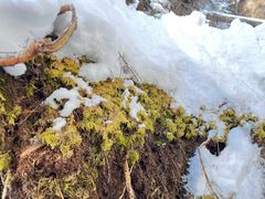 -峡谷浮石林景区