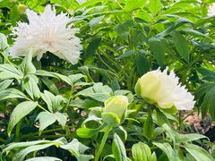 -洛阳市隋唐城遗址植物园