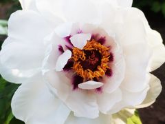 -黑龙江省森林植物园