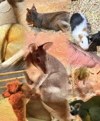 -Zoolung Zoolung动物主题公园(海信广场店)