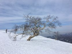 -大秃顶子山