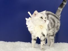 -爱洗澡的猫(天河路店)