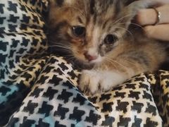 -瑞派动物医院·猫专科·至诚(江南中分院)