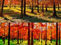 -上海共青森林公园