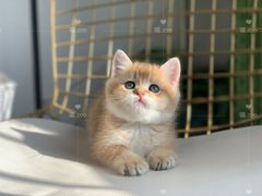 -喵zoo家庭繁育猫舍(尖东智能花园店)