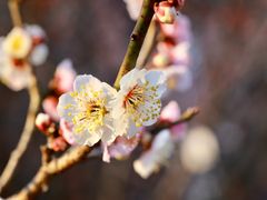 -梅花山(明孝陵内)