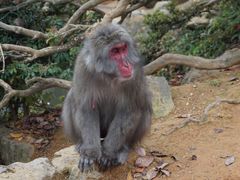 -岚山猴子公园