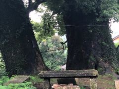 -杨家堂村