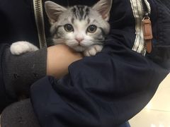 -东方名猫馆·英短金渐层布偶猫舍(环线广场1号楼店)