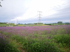 -紫颐香薰山谷景区