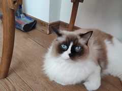 -有猫主题·治愈系猫咖(曾厝垵店)