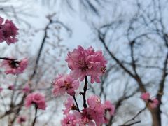 -桃花堤公园