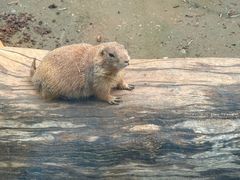 -大连森林动物园