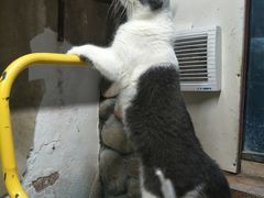 -猫咪博物馆(顶澳仔猫街店)