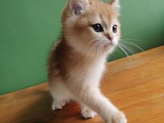 -东方名猫馆·英短金渐层布偶猫舍(环线广场1号楼店)