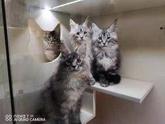 -十年猫舍·猫咪专门店(普陀店)