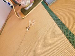 -猫在这儿猫咪咖啡馆·撸猫馆