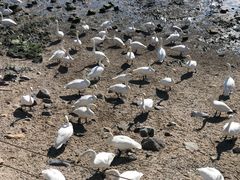 -烟墩角天鹅湖
