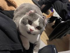 -伟伟宠物医院·瑞派猫友好医院·猫科(光谷店)
