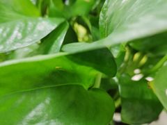 -瑞幸咖啡(云密城J栋店)