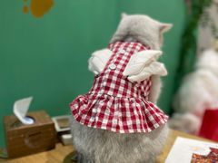 -藏猫猫咖啡主题馆(中央大道店)