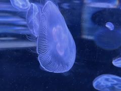 -西安曲江海洋极地公园