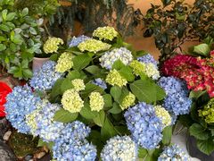 -溪岸路花鸟市场