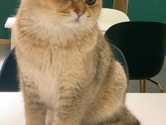 -飞行喵MR PILOT|猫舍·猫咖(静安大融城店)