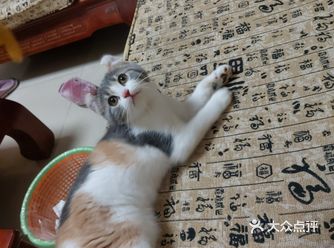 终于去了朋友买过的宠物店收了一只超级可爱的猫咪！