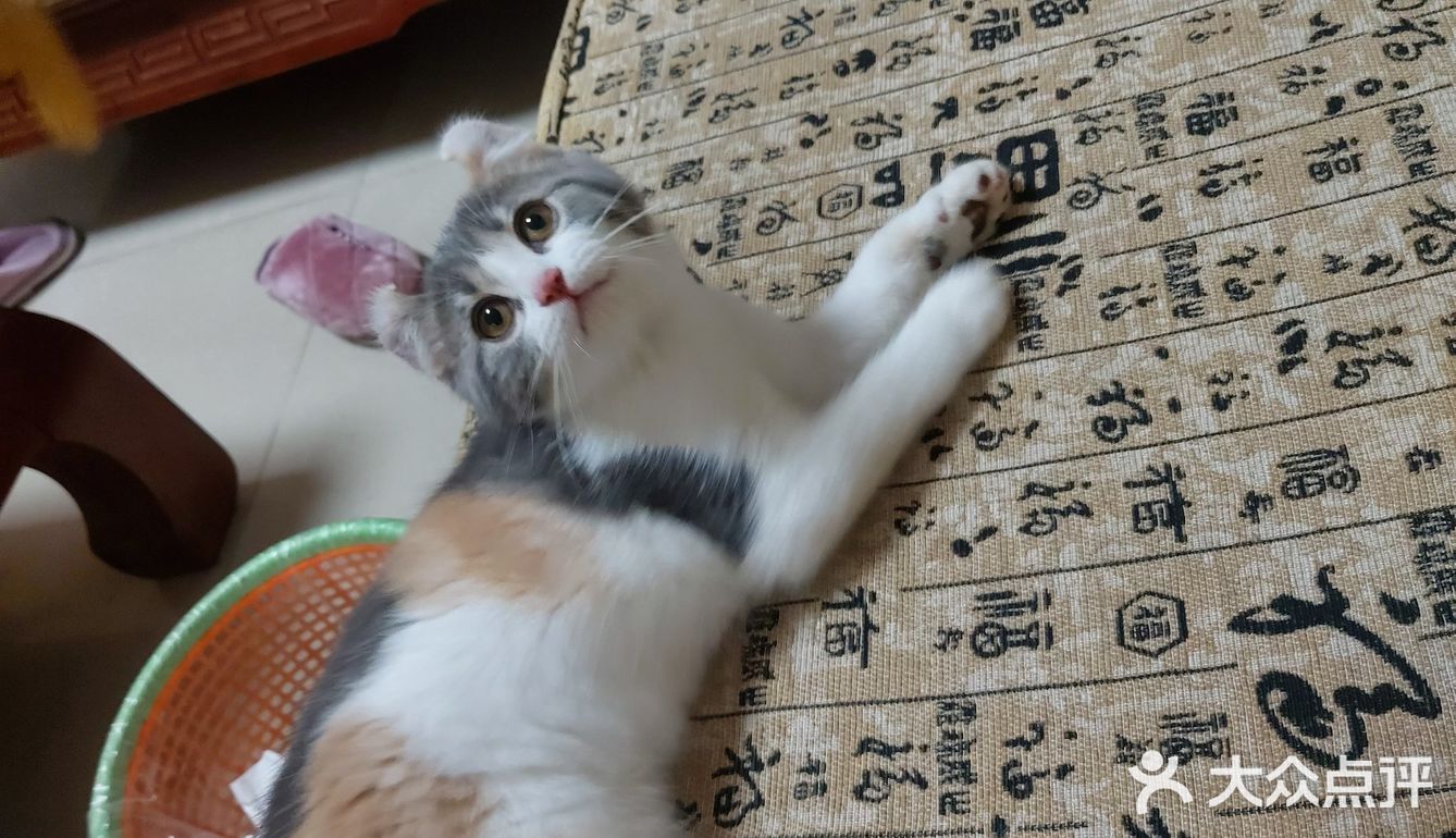 终于去了朋友买过的宠物店收了一只超级可爱的猫咪！