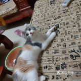 终于去了朋友买过的宠物店收了一只超级可爱的猫咪！