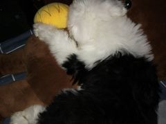 -爱诺耐芙动物医院(万博店)