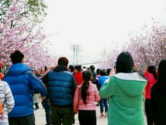 -天适樱花悠乐园
