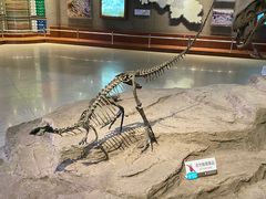 -自贡恐龙博物馆
