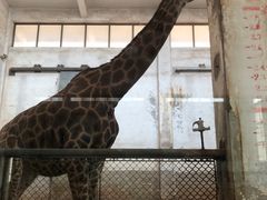 -石家庄市动物园