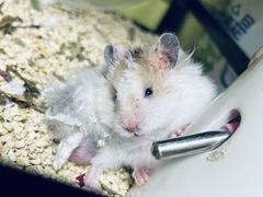 -Pets First伊珊娜洗护·精致美容·家庭式寄养(新会路店)