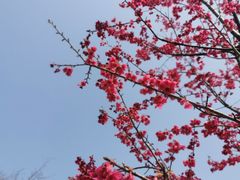 -顾村公园